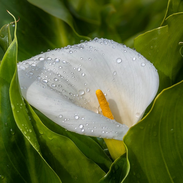 Calla Lily, Large Flower Print, Big Sur Photo, California Photography, Floral Home Decor, Fine Art Spring Home Decor, #5