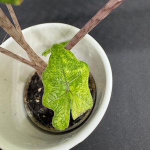 alocasia jacklyn variegated