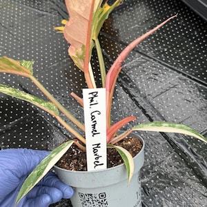 Puede incluir: Una planta Philodendron Carmel Marble en una maceta de plástico gris con una etiqueta blanca que dice Phil. Carmel Marble. Las hojas están variegadas en tonos verde, crema y rosa, y los tallos son de color rosa vibrante. Hay un código QR en la maceta.