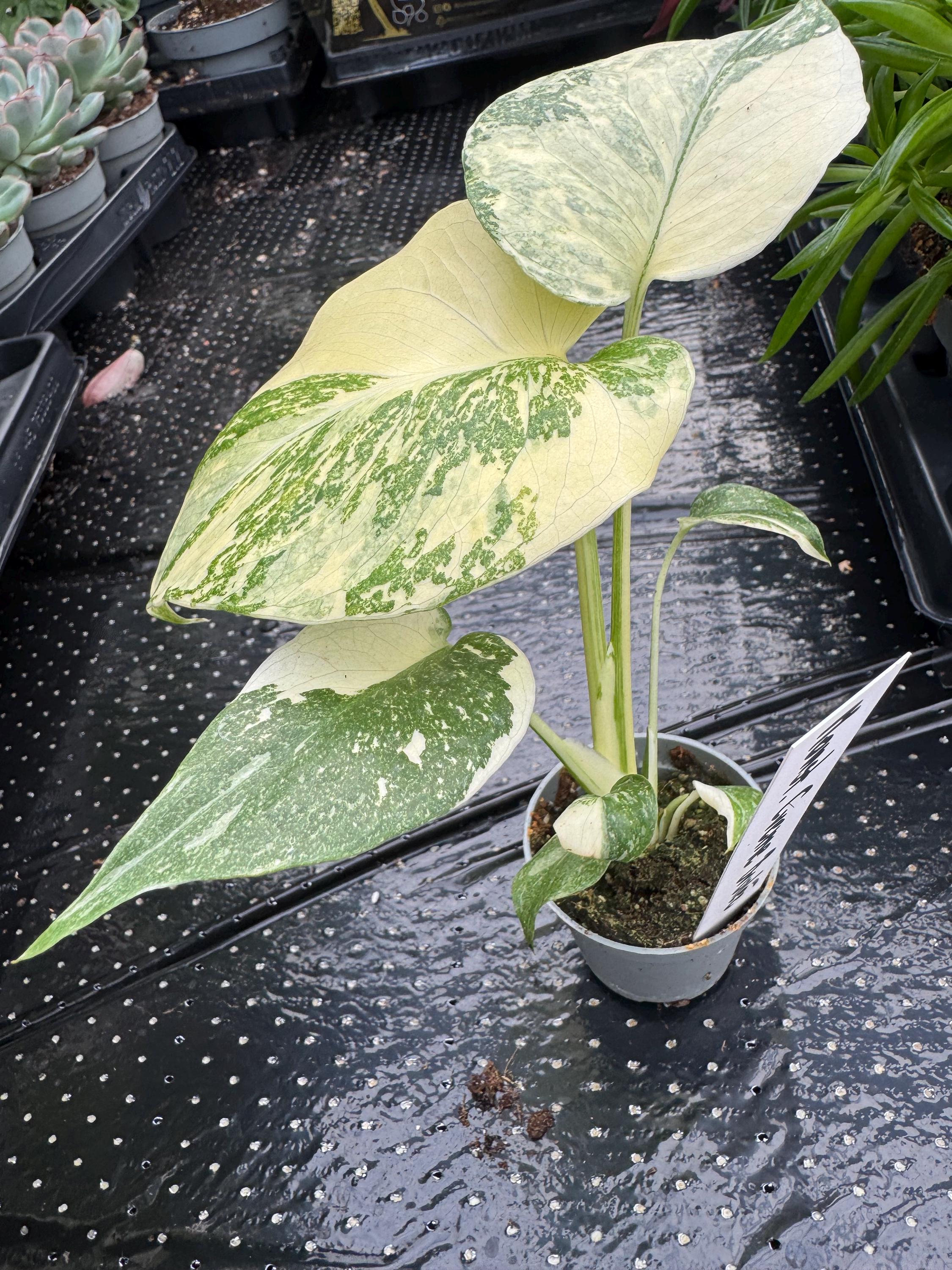 Monstera mint noid jungle mint - Etsy 日本