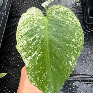 May include: A single heart-shaped leaf from a variegated plant featuring a deep green base color with extensive white and light green speckled variegation throughout the surface, displaying a prominent central vein and a smooth, pointed tip.