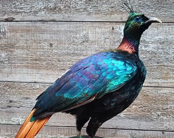 Himalayan Monal (Lophophorus impejanus) Taxidermy Mount