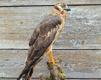 Aguilucho pálido (Circus cyaneus) Montaje en taxidermia