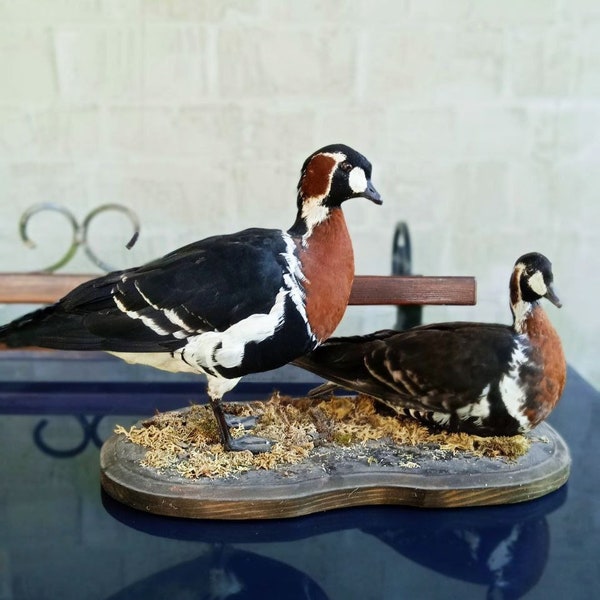 Goose Taxidermy Etsy