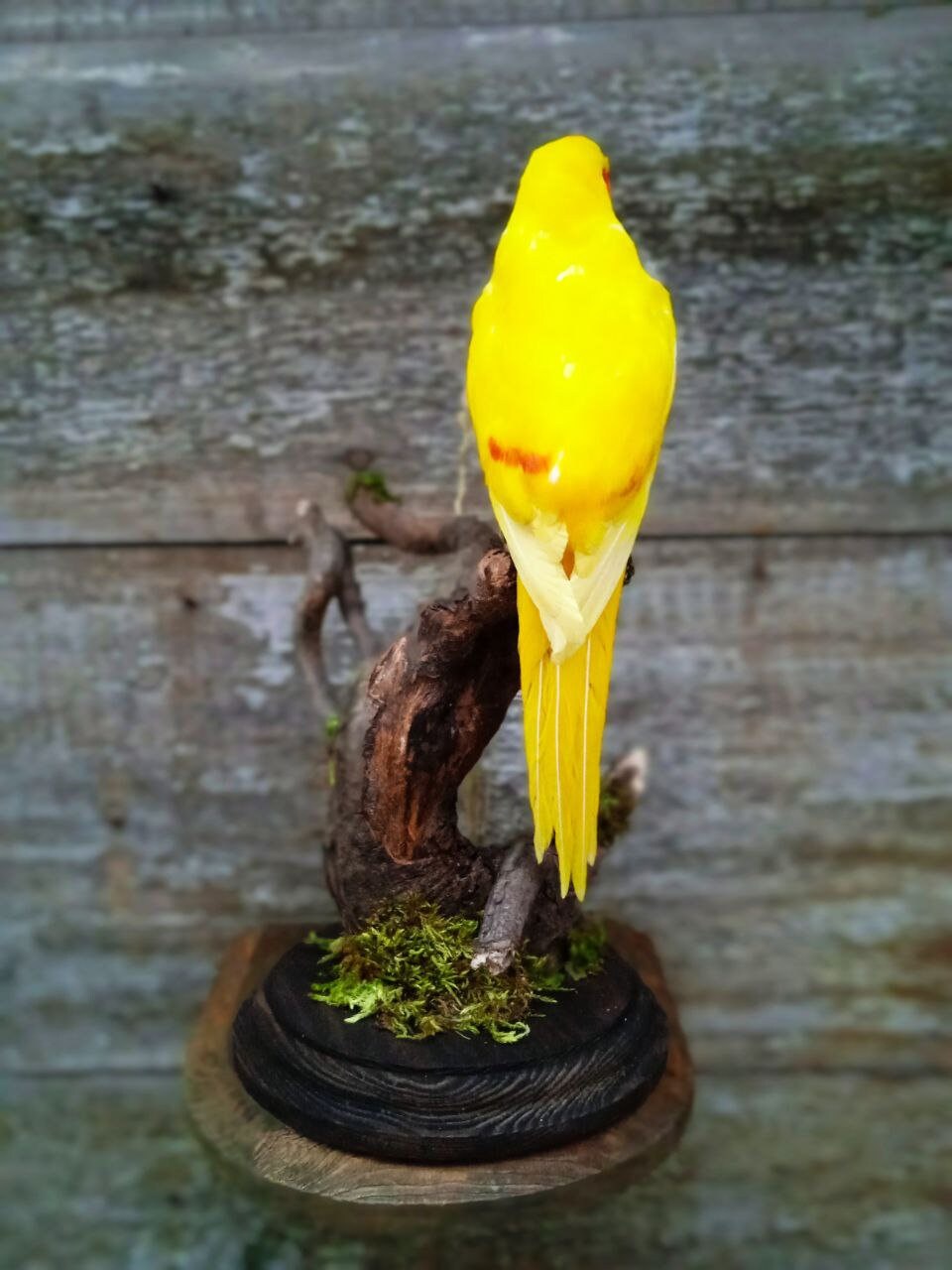 Parrot Bird Cyanoramphus Malherbi kākāriki Karaka Taxidermy Etsy
