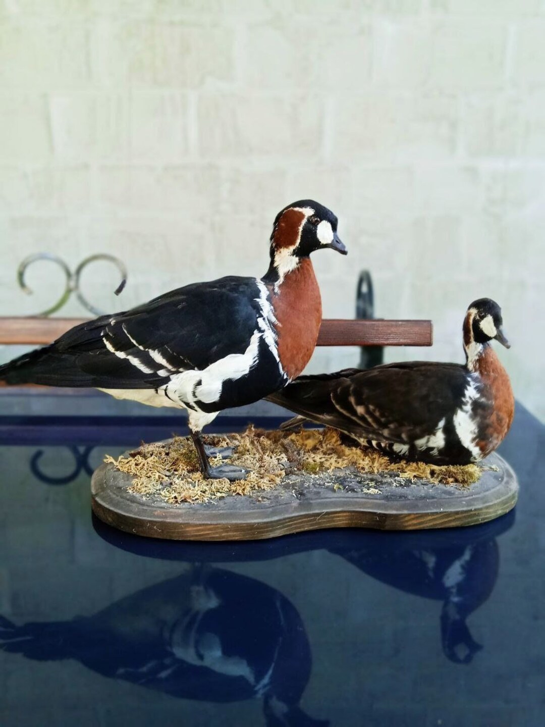 Goose geese Taxidermy Mount Etsy