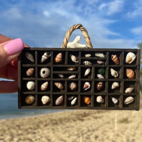 Seashell Display - Etsy