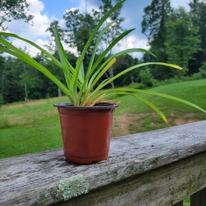 Spider plant in 4&quot; pot. Airplane plant. Ribbon plant. Spider ivy. LIVE rooted plant