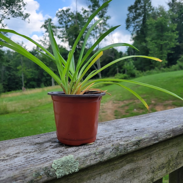 Spider plant in 4" pot. Airplane plant. Ribbon plant. Spider ivy. LIVE rooted plant