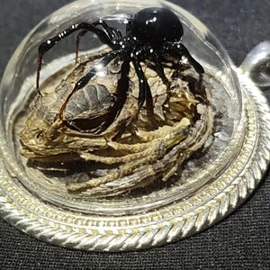 May include: A silver-coloured pendant with a clear glass dome encasing a black spider. The spider sits on a nest-like base. The pendant has a decorative bezel and a loop for a chain, suitable for a necklace.