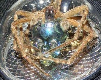 Real Huntsman Spider Pendant Necklace on Crystal Glass Skull – Preserved Arachnid Jewelry