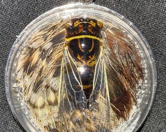 Echte Zikade Beatle Anhänger Halskette Echte Fasan Federn Magisch Spirituelle Fee Flügel Konserviert Insekt Schmuck Taxidermy Mode