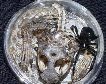 Real Black Widow Spider Jewelry, Desert Spiny Lizard, Snake Skin Shed, Southwestern Jewelry, Preserved