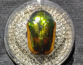 Echter grüner Juni Käfer Anhänger Halskette auf klarem Kristall Herz Stift & Kristall Spirale Kette erhalten Entomologie Schmuck natürliche Kuriositäten