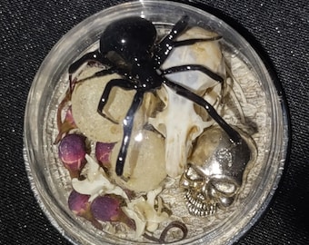 Echte Schwarze Witwe Spinne Anhänger Halskette präparierte Maus Schädel Ei Säcke Diamondback Klapperschlange Haut und Knochen Gothic Schmuck
