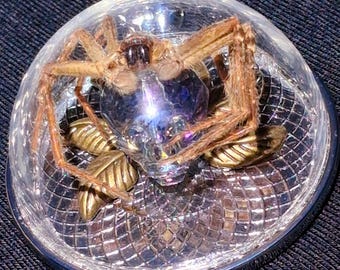 Real Huntsman Spider Pendant Necklace, AB Purple Crystal Glass Skull, Arachnid Jewelry, Curiosities