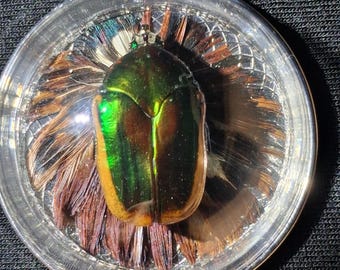 Real Green June Bug Beetle Pendant Necklace, Pheasant Feathers, Preserved Insect, Entomology Jewelry