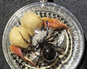 Echte Schwarze Witwe Spinne Anhänger Halskette Bewachung ihrer Ei Säcke Getrocknete Blumen & Blätter umgeben von Schlangenknochen Southwestern Gothic Schmuck