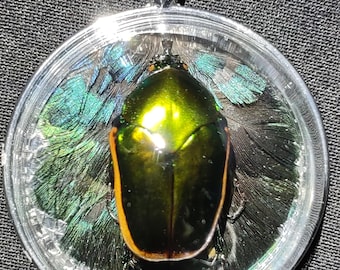 Echter grüner Juni Käfer Anhänger Halskette Echte Fasan Federn konservierter Insekt Schmuck Einzigartiges Statement Stück