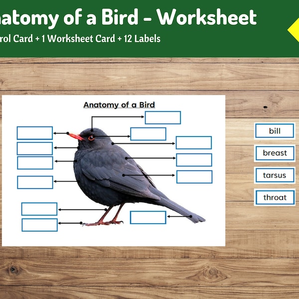 Parts of a bird - Worksheet | Biology for Kids | Digital Downloads | Homeschool Resource | Educational Printable | Preschool and Primary