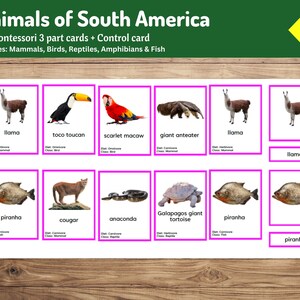 Animali del Sud America / Montessori Schede in 3 parti / 29 Schede sulla fauna selvatica per bambini