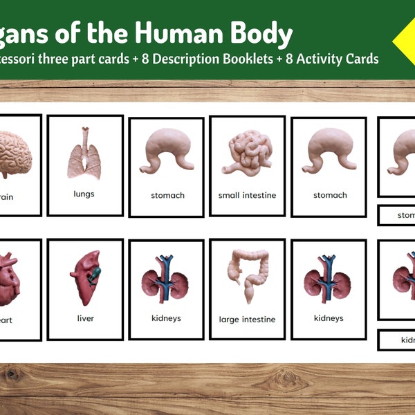 Organs of the Human Body | 8 Montessori three part cards + 8 Description Booklets + 8 Activity Cards | Classification Activity | Science