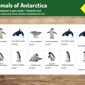 Tiere der Antarktis | 24 Montessori 3-teilige Karten | Geographie für Kinder