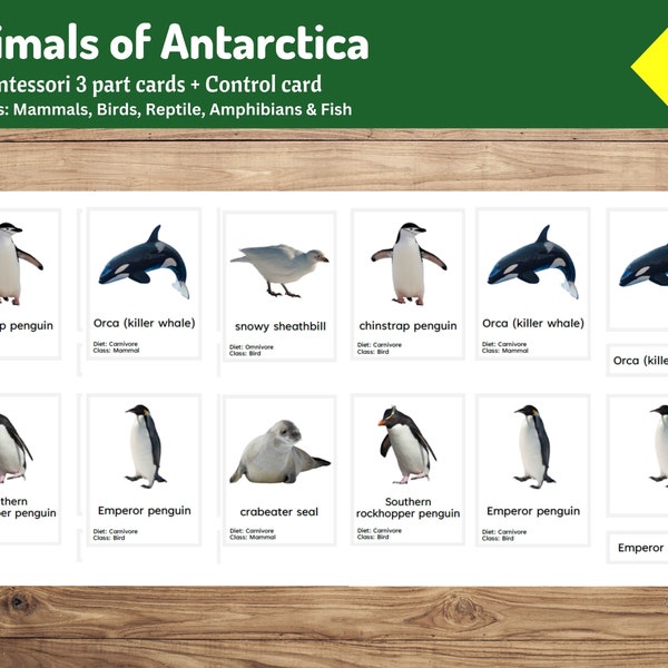 Animales de la Antártida / 24 Tarjetas Montessori de 3 partes / Incluye: Mamíferos, Aves, Reptiles, Anfibios y Peces / Estudio de Continentes