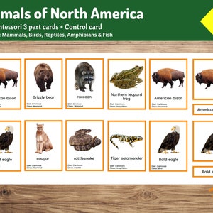 Animali del Nord America / 34 carte Montessori in 3 parti / Geografia per bambini
