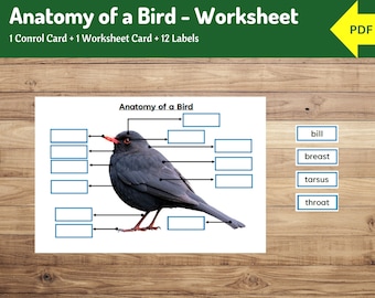 Parts of a Bird Nomenclature Book - Montessori Zoology (digital ...