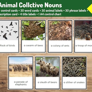 Montessori Animal Collective Nouns: 30 carte + etichette e tabella di controllo