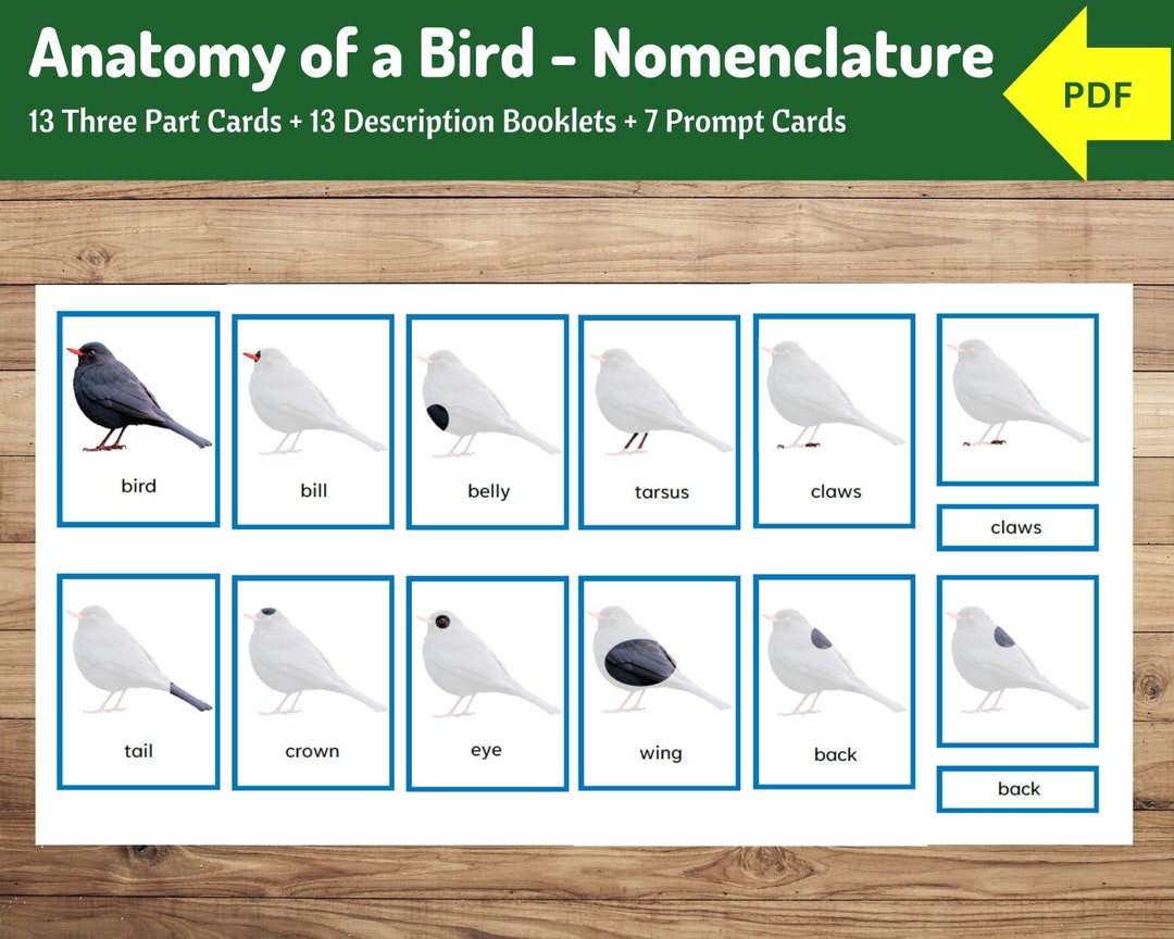 Anatomy of a Bird Nomenclature Cards Montessori 3part Cards 7 Prompt