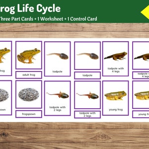 Ciclo de vida de una rana / Tarjetas Montessori de tres partes + Tarjetas de control + Hoja de trabajo