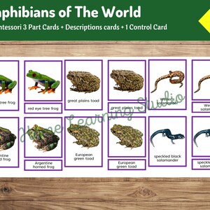 Anfibios del mundo / Tarjetas Montessori de 3 partes + Tarjetas de descripción
