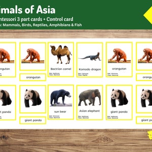 Tarjetas Montessori de 3 partes sobre animales de Asia / Aprendizaje de geografía para niños