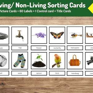 Puede incluir: Un conjunto de 12 tarjetas imprimibles para un juego de clasificación de objetos vivos y no vivos. Las tarjetas presentan imágenes de una roca, un grifo, una flor, una mariposa, un helicóptero, un trineo, una pelota, un calcetín, un brote, un pájaro, un bolso de mano y una cámara.