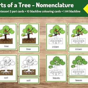 Parts of a Tree - Nomenclature Cards | 10 Montessori 3-Part Cards + Coloring