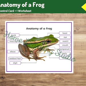 Anatomy of a Frog | Parts of a Frog - Worksheet | Nomenclature Cards