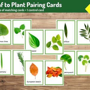 Cartes d'association feuille à plante | Exploration de la nature Montessori