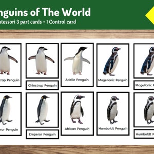 Penguins of the World Montessori 3-Part Cards