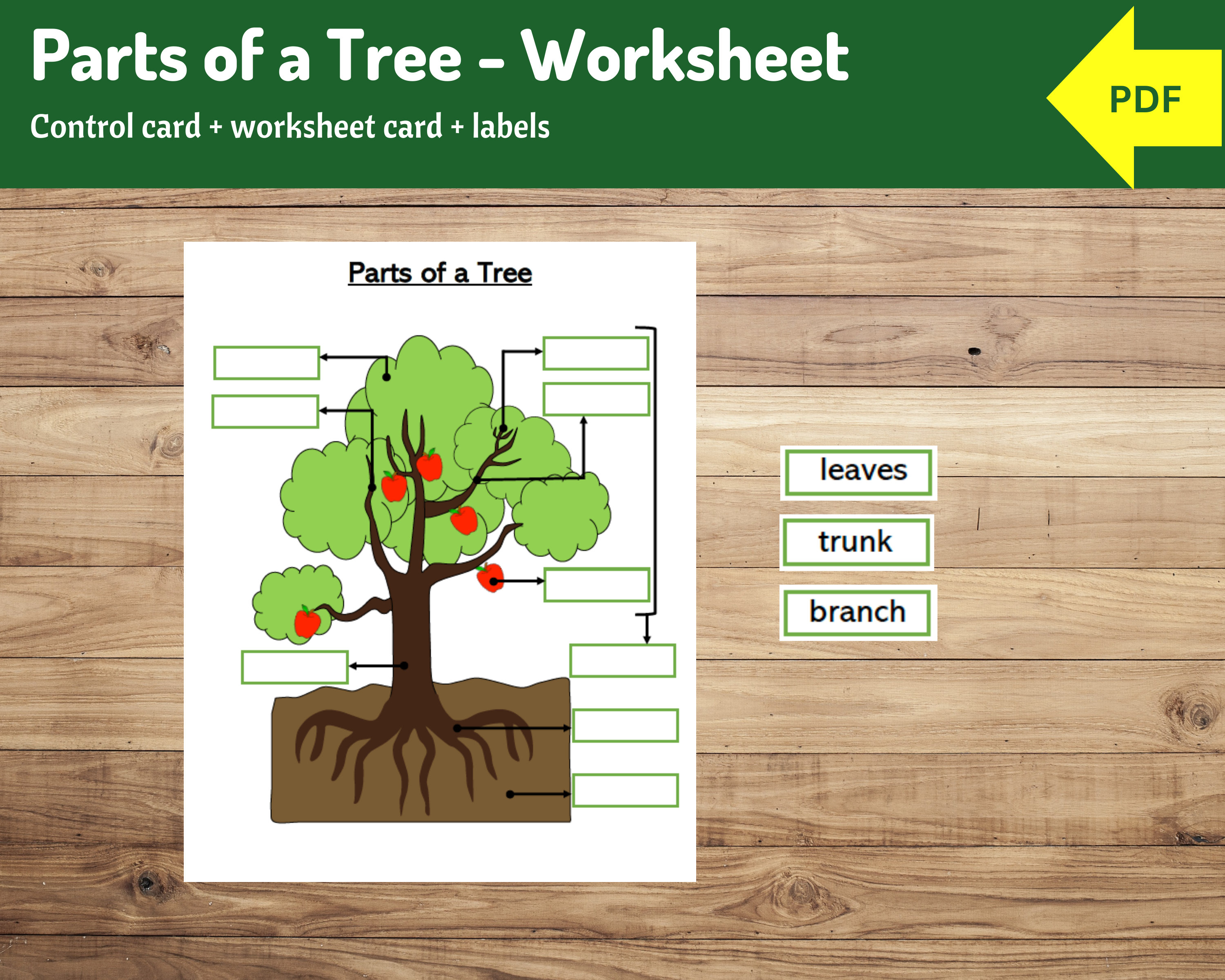Parts of a Tree Worksheet Learning Activity Montessori - Etsy