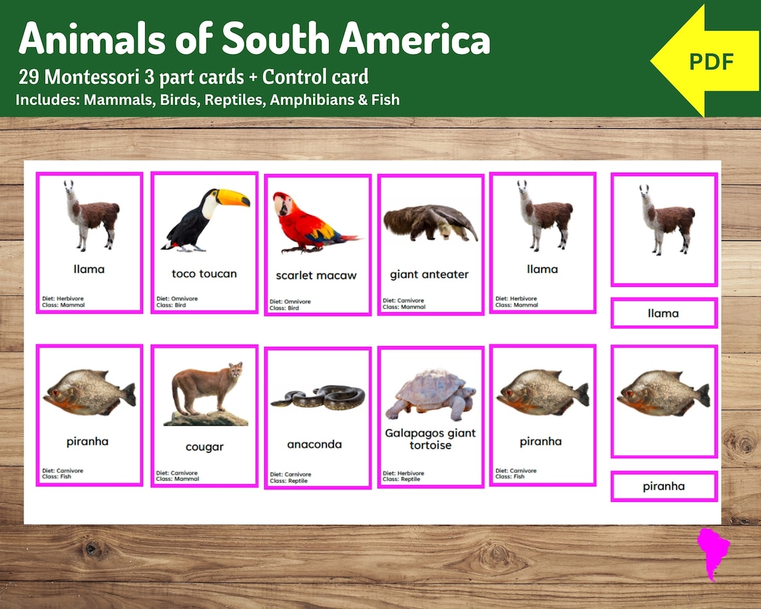 Animals of South America | Montessori 3-part Cards | 29 Wildlife Cards ...