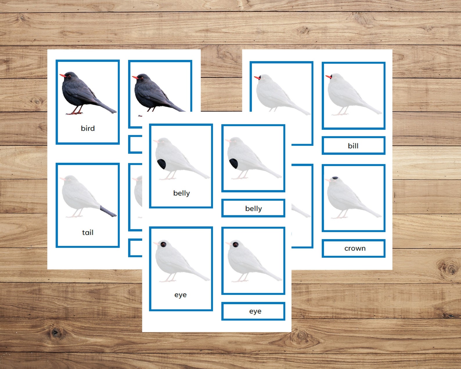 Parts of a Bird 13 Montessori Three Part Cards 13 Description Booklets ...