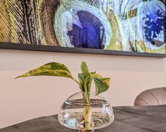 Glass Mushroom Vase – A Whimsical Touch for Your Greenery