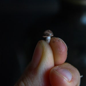 Può includere: Un piccolo fungo marrone con un gambo bianco viene tenuto tra due dita.