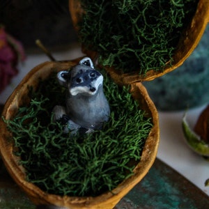 Peut inclure: Une petite figurine de raton laveur gris est placée à l'intérieur d'une moitié de noix. La coquille est remplie de mousse verte et le raton laveur regarde directement la caméra.