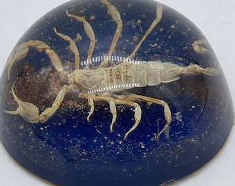 Vintage Lucite Paperweight Large Scorpion Real Insect Blue Background Creepy