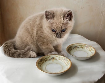 Coquette Cat China Set