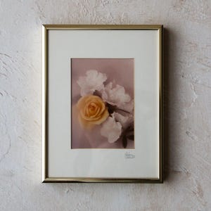 Peach Rose Signed/Framed Print