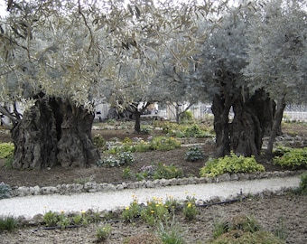 Garden of Gethsemane Olive Trees 2